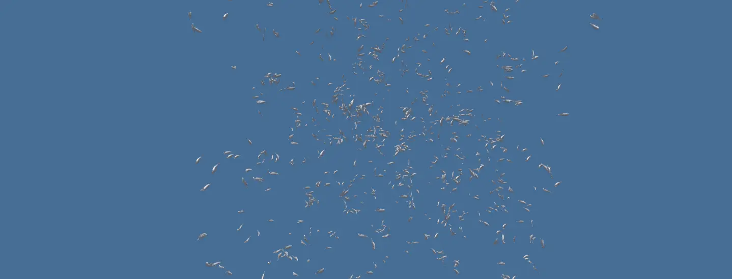 Boids